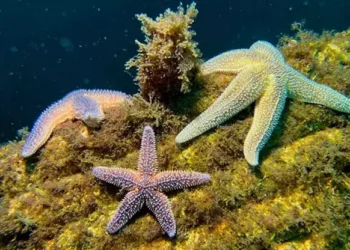 Yapay Resifler: Deniz Yaşamına Umut Olan Bir Proje