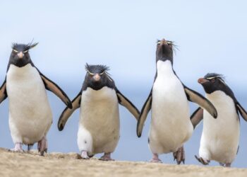 2024 Komedi Vahşi Yaşam Fotoğrafçılığı Ödülleri’nin Kazananı Belli Oldu!