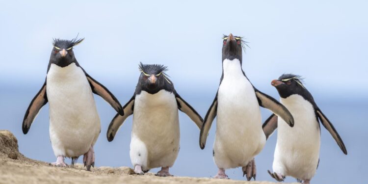 2024 Komedi Vahşi Yaşam Fotoğrafçılığı Ödülleri’nin Kazananı Belli Oldu!