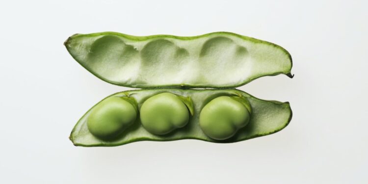 Minik Ama Güçlü: Fasulye Dünyayı Kurtarıyor