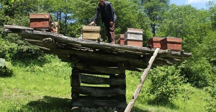 Giresun’da yüzyıllık arı çardakları tescillendi