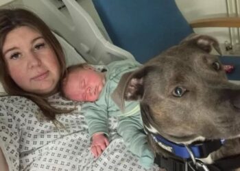 Rehber köpek ebelik yaptı: Doğum servisinde bir ilk