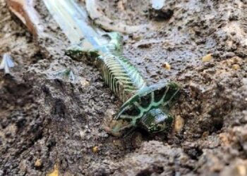 Almanya’da 3 bin yıllık bronz kılıç bulundu