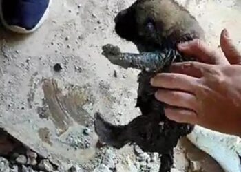 Kanalizasyon borusuna atılan yavru köpekler, ses dinlemesiyle kurtarıldı