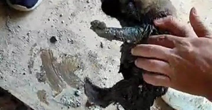 Kanalizasyon borusuna atılan yavru köpekler, ses dinlemesiyle kurtarıldı