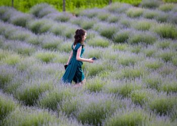 Sakarya’da lavanta bahçesi ziyaretçilerini ağırlıyor