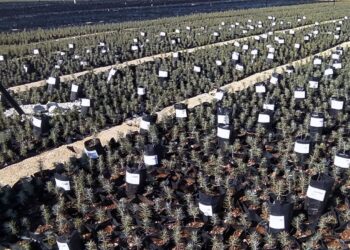 Dikilen fidanların gelişimini takip etmek için uygulama geliştirdi