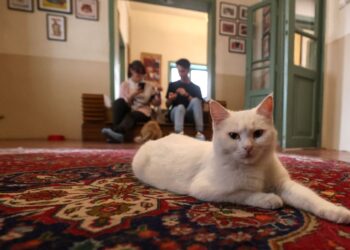 İran’da kedi kafe açıldı: Ziyaretçilerden yoğun ilgi