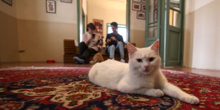 İran’da kedi kafe açıldı: Ziyaretçilerden yoğun ilgi