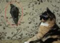 Ebabil ‘Cimcime’ ile kedi ‘Safiye’ 1 yıldır aynı evde yaşıyor