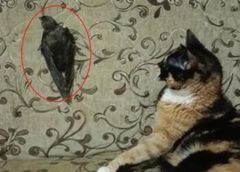 Ebabil ‘Cimcime’ ile kedi ‘Safiye’ 1 yıldır aynı evde yaşıyor