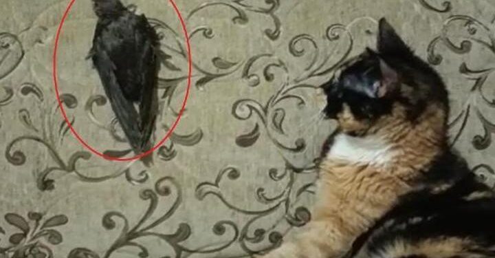 Ebabil ‘Cimcime’ ile kedi ‘Safiye’ 1 yıldır aynı evde yaşıyor