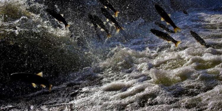 Küreklerini alarak inci kefalleri için seferber oldular