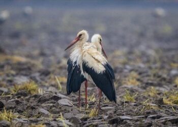 Danimarkalı leylek “Holm” Bursa’da