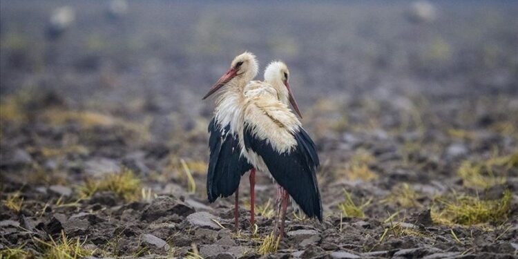 Danimarkalı leylek “Holm” Bursa’da