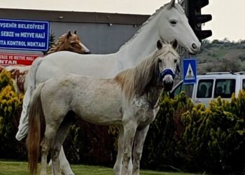 Nevşehir’de maket atları gören at, şaha kalktı