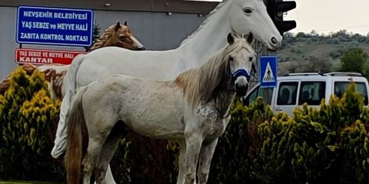 Nevşehir’de maket atları gören at, şaha kalktı