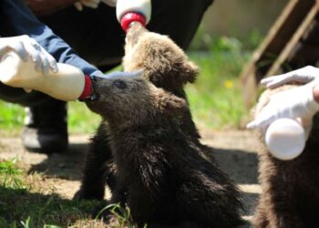 Bursa ayı barınağının 3 yeni konuğu