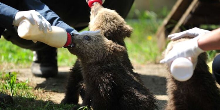 Bursa ayı barınağının 3 yeni konuğu