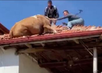 Çatıya çıkan ineği imece usulü aşağıya indirdiler