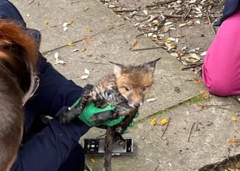 İngiltere’de yeraltı borusunda sıkışan yavru tilki kurtarıldı