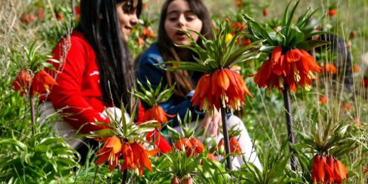 İlkbaharın müjdecisi ‘ters laleler’ çiçek açtı