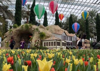 Singapur’da ilk kez Türkiye Büyükelçiliğinin işbirliğiyle “Tulipmania” lale sergisi açıldı