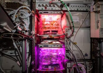 NASA’nın uzay domatesleri Dünya’ya geliyor