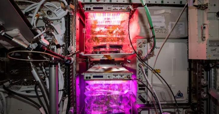 NASA’nın uzay domatesleri Dünya’ya geliyor