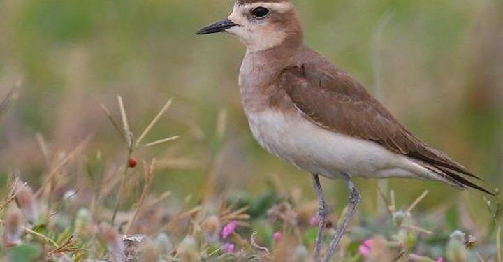 113 yıl sonra bir ilk! Hatay’da görüldü