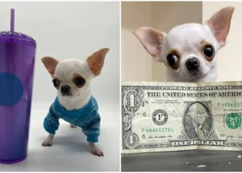 Dünyanın en kısa köpeği Pearl Guinness Rekorlar Kitabı’nda