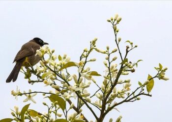 Turunç ve narenciye cenneti Adana’yı portakal çiçeği kokusu sardı