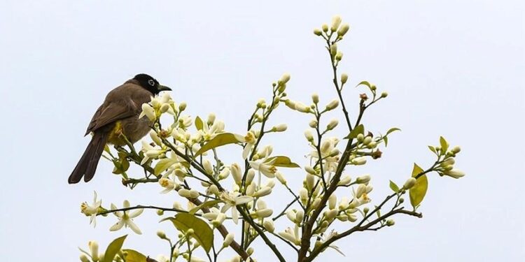Turunç ve narenciye cenneti Adana’yı portakal çiçeği kokusu sardı