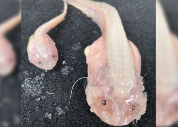 Dünyanın en derin sularda yaşayan balığı bulundu