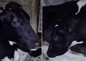 İnek süt vermemek için uyku taklidi yapmaya başladı