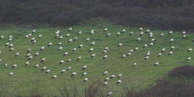 Baharın müjdecisi leylekler Arnavutköy’de mola verdi
