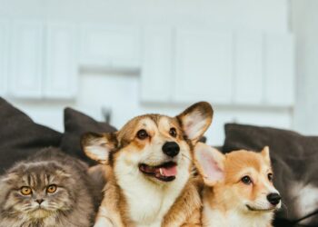 Evcil hayvanların müziğe verdiği tepkiler araştırıldı: Köpekler rock müzik seviyor