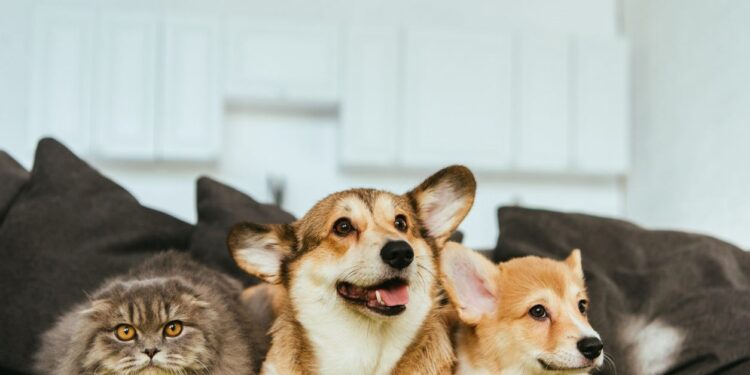 Evcil hayvanların müziğe verdiği tepkiler araştırıldı: Köpekler rock müzik seviyor