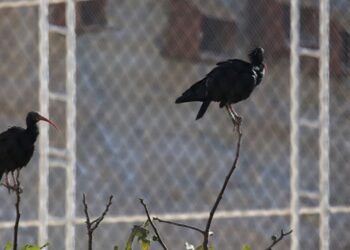 Koruma altındaki kelaynakların sayısı artıyor