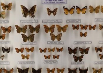 Trakya Üniversitesi Doğa Tarihi Müzesine gelenleri “imparator kelebeği” karşılıyor