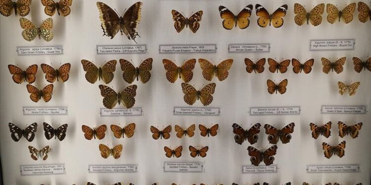 Trakya Üniversitesi Doğa Tarihi Müzesine gelenleri “imparator kelebeği” karşılıyor