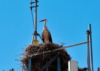 Baz istasyonuna ‘leylek’ düzenlemesi