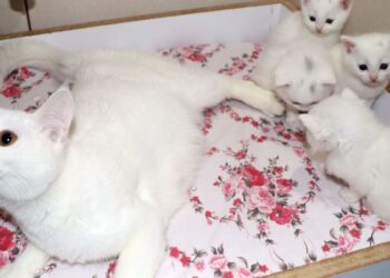 Van Kedi Villası’nda, depremzede Van kedileri misafir oluyor