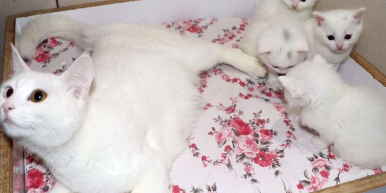 Van Kedi Villası’nda, depremzede Van kedileri misafir oluyor