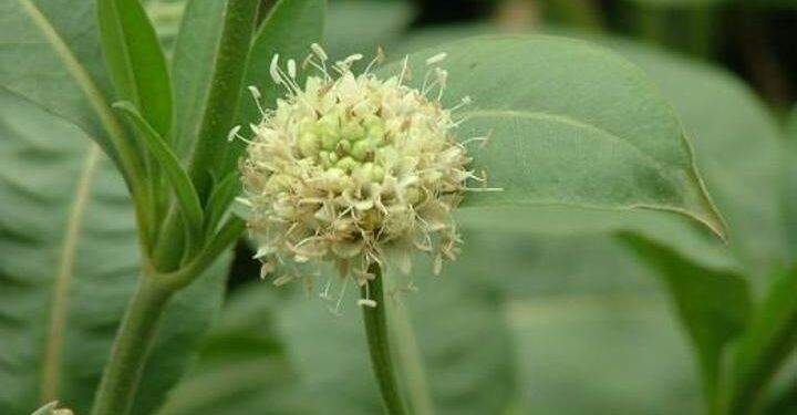 Pelemir otu, bilim dünyasına kazandırılıyor