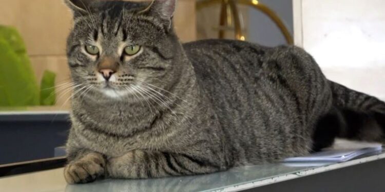 Unutulan kedi otelin maskotu oldu