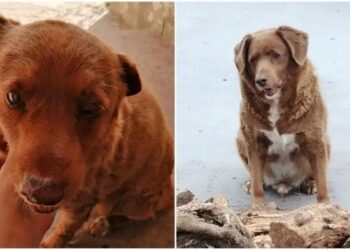 En yaşlı köpek unvanı Bobi’de: 30 yaşında rekor kırdı