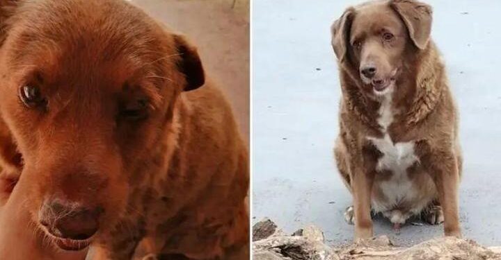 En yaşlı köpek unvanı Bobi’de: 30 yaşında rekor kırdı