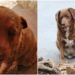 En yaşlı köpek unvanı Bobi’de: 30 yaşında rekor kırdı