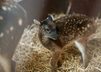 Dünyanın geleceği için yeni bir umut: Soyu tükenmekte olan yavru sambar geyiği doğdu